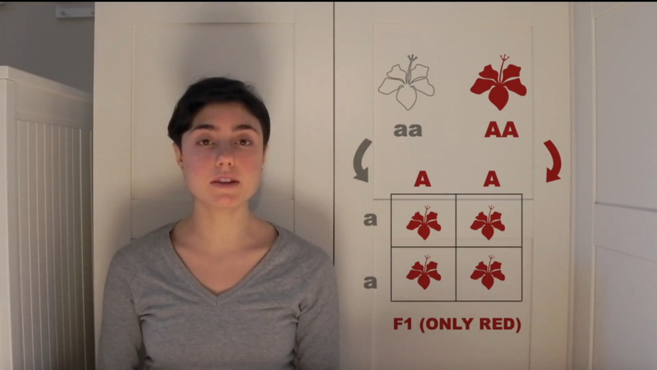 Mendel's Laws